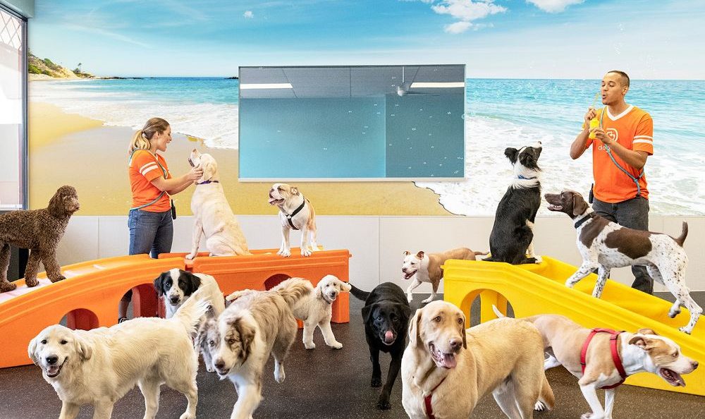7 Reasons for Choosing Puparazzi LA for Dog Daycare Services